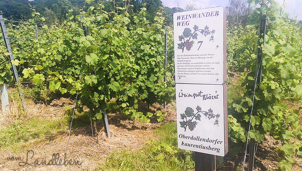 Le Petit Médoc 2013