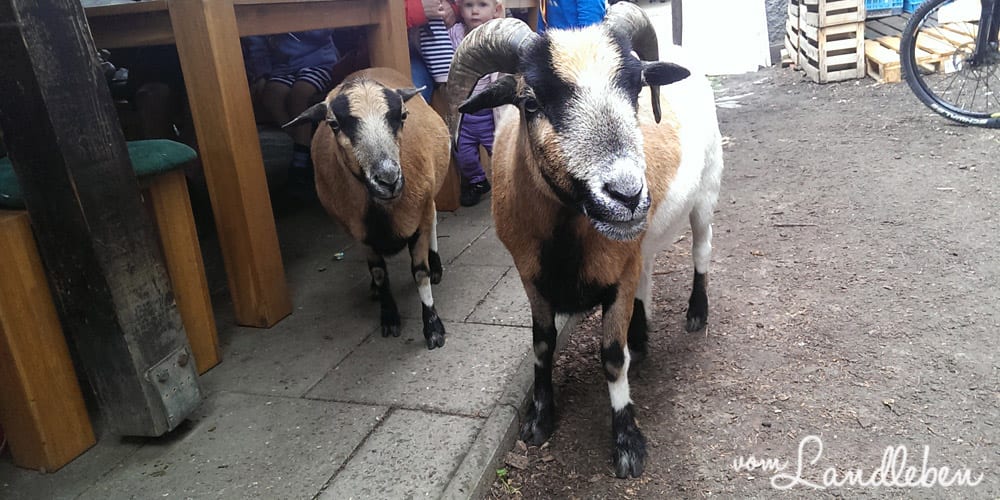 Le Petit Médoc 2014