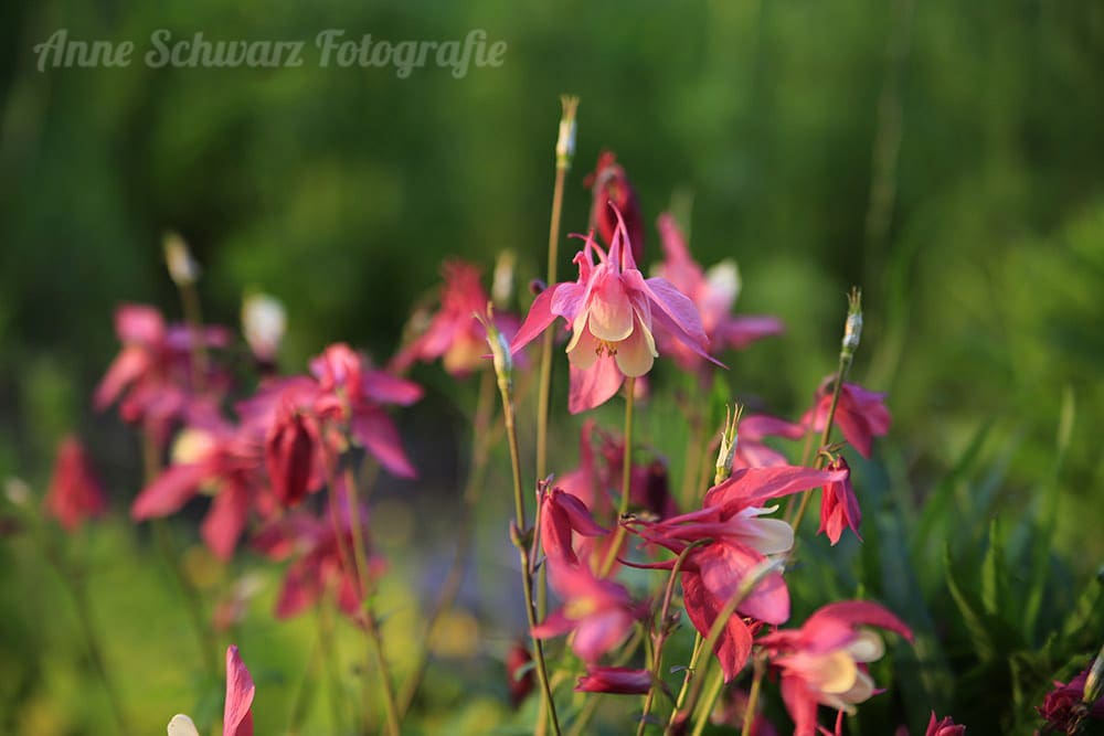 Luminar im Test - Bildbearbeitung Blumen