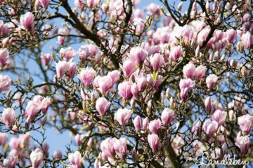 Magnolie