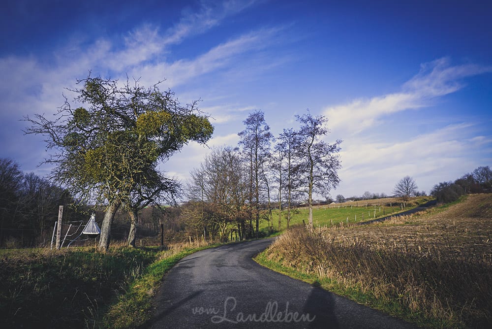 Misteln an einem Baum