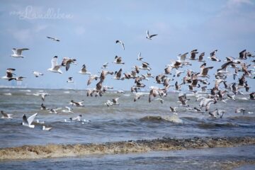 Möwen am Meer in Ouddorp