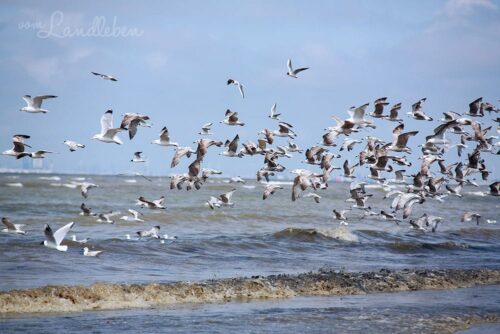 Möwen am Meer in Ouddorp