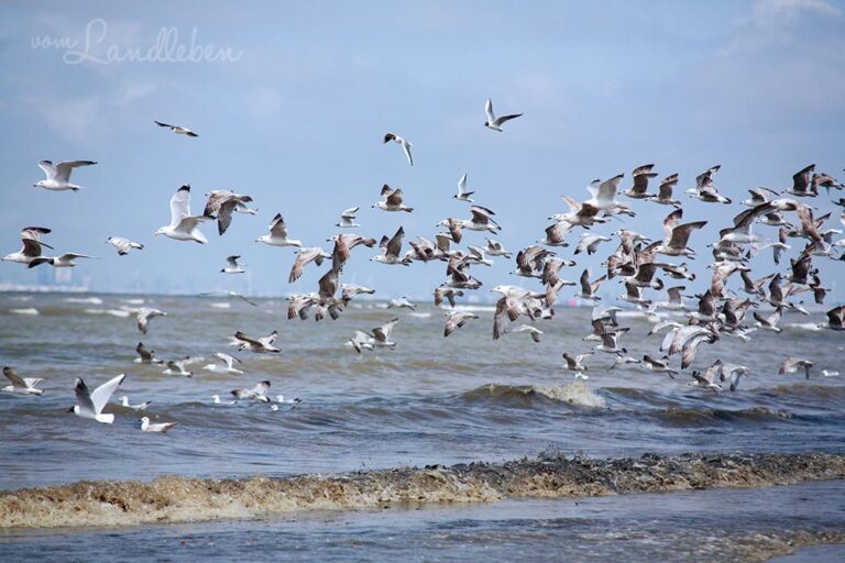 Möwen am Meer in Ouddorp