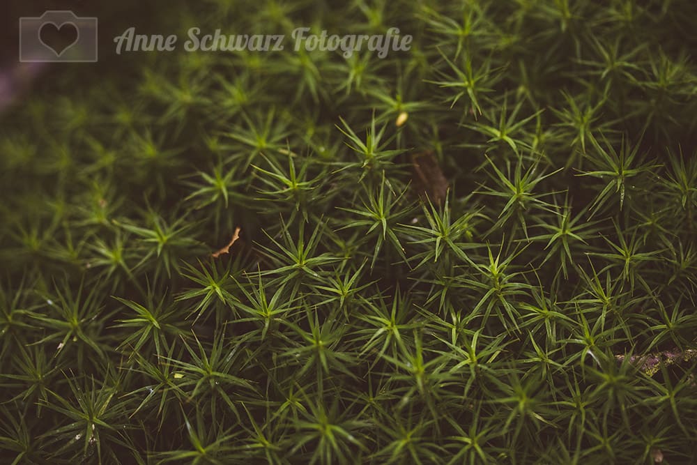 Moos im Wald