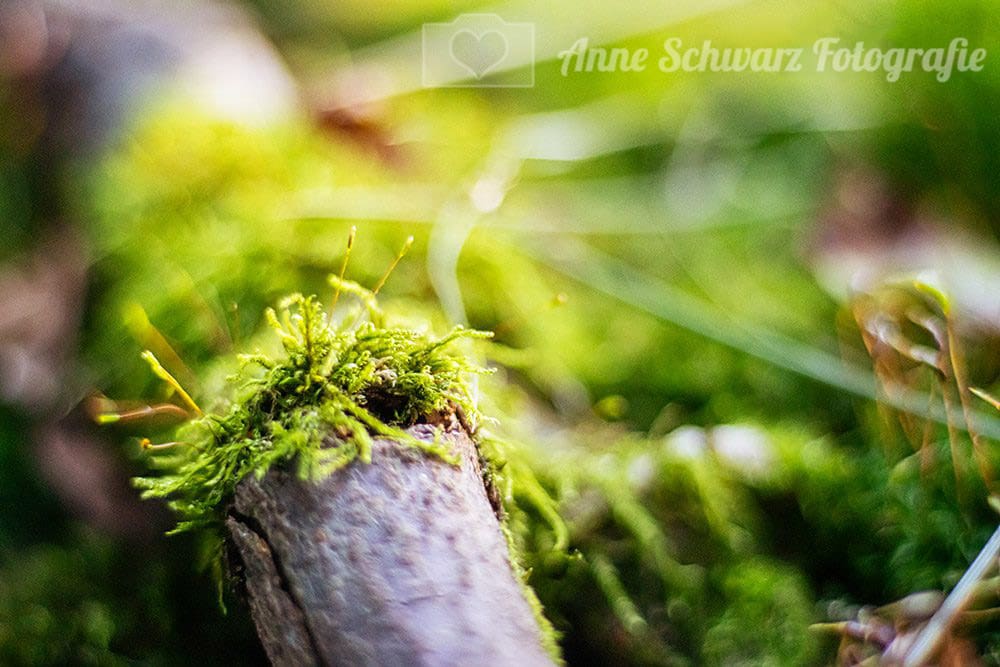 Moos im Wald