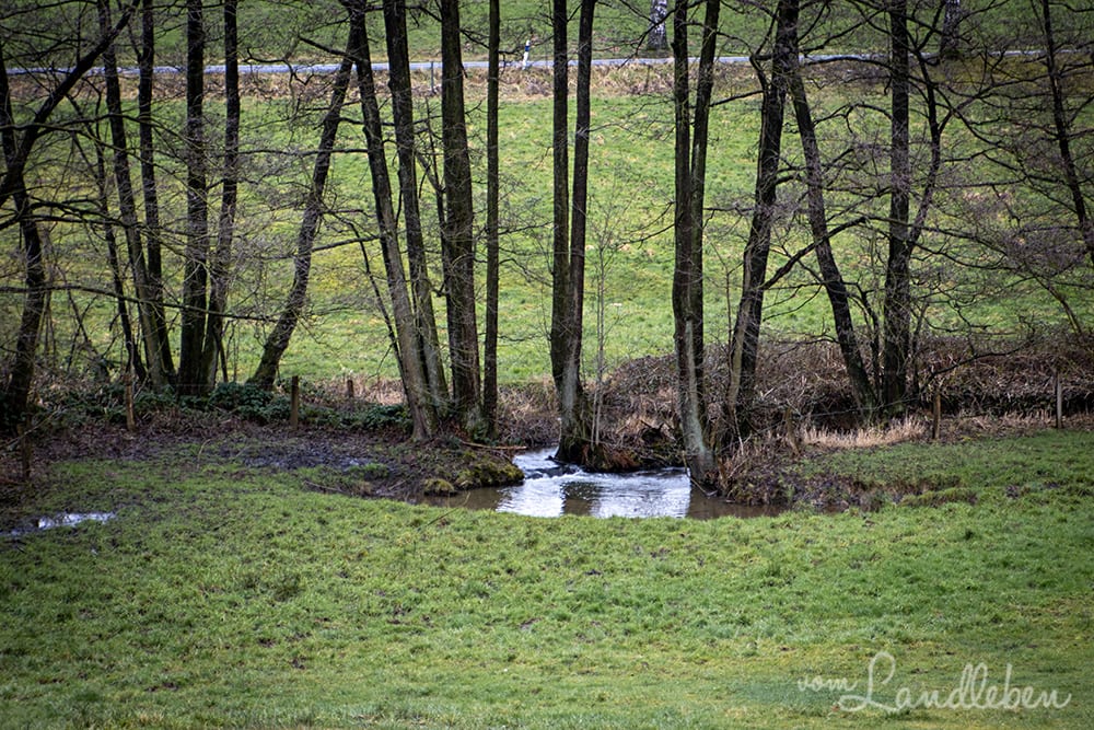 Naafbach bei Schommelsnaaf