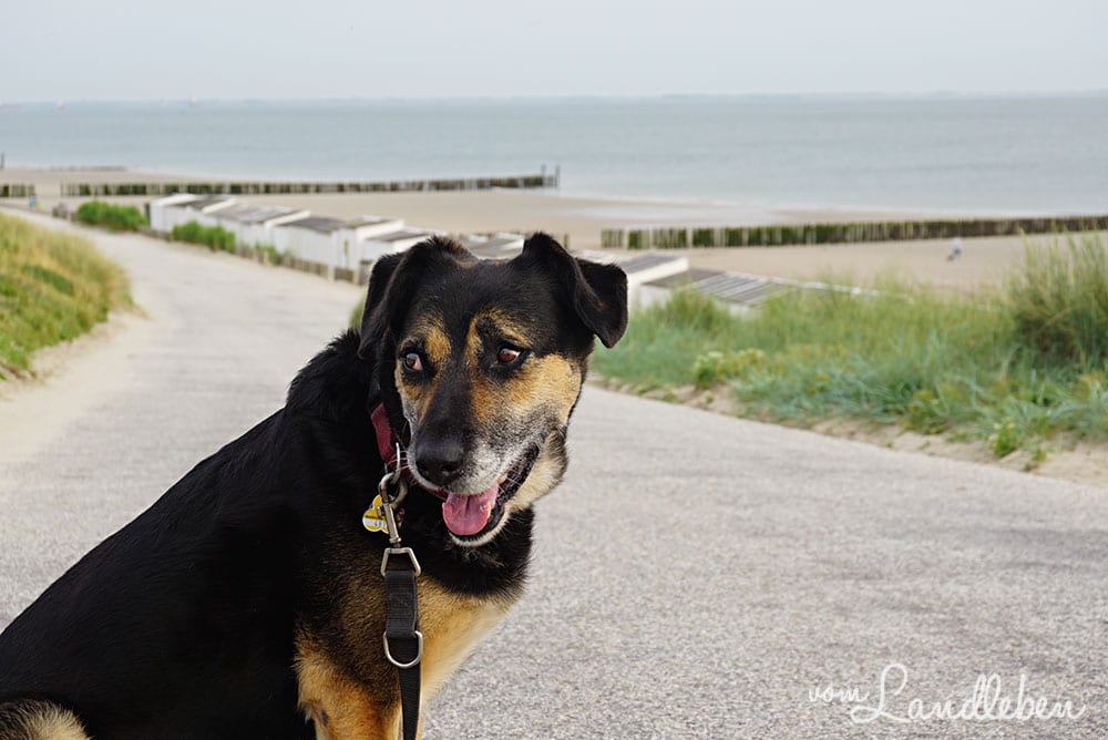 Nala am Strand - Juni 2019