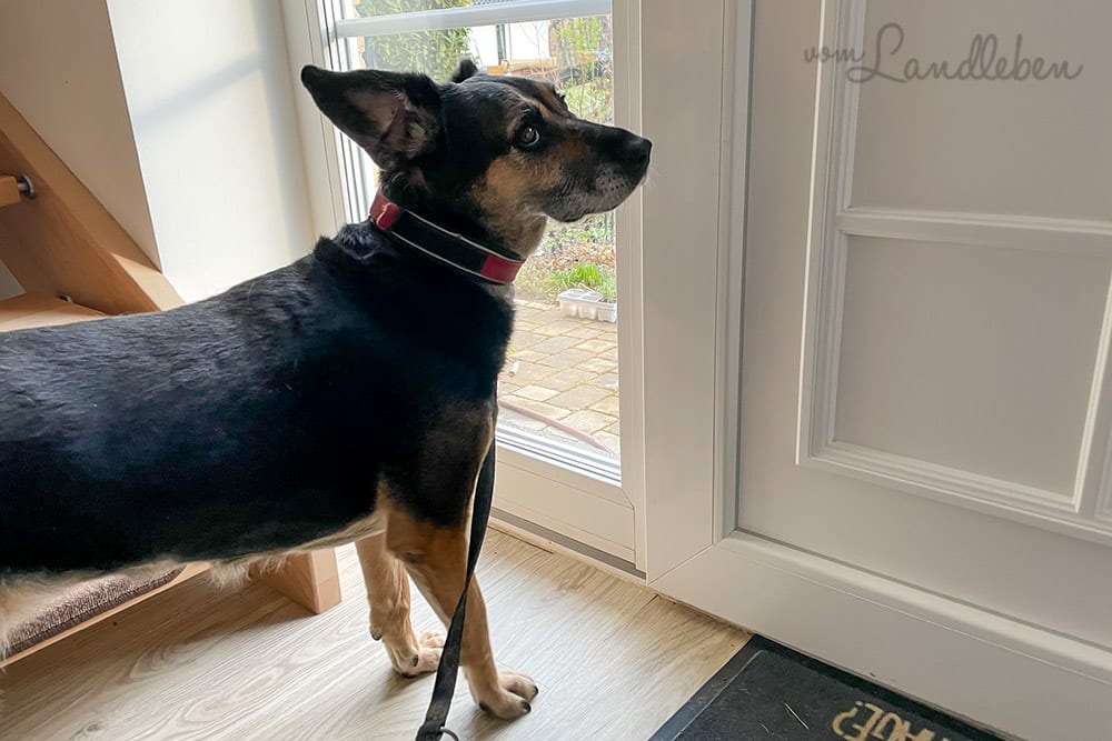 Spazierengehen mit Nala