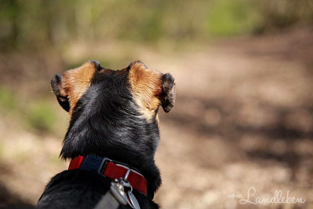 Spaziergang mit Nala