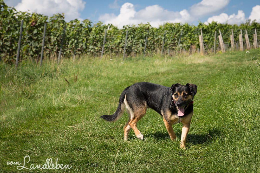 Nala in den Weinbergen