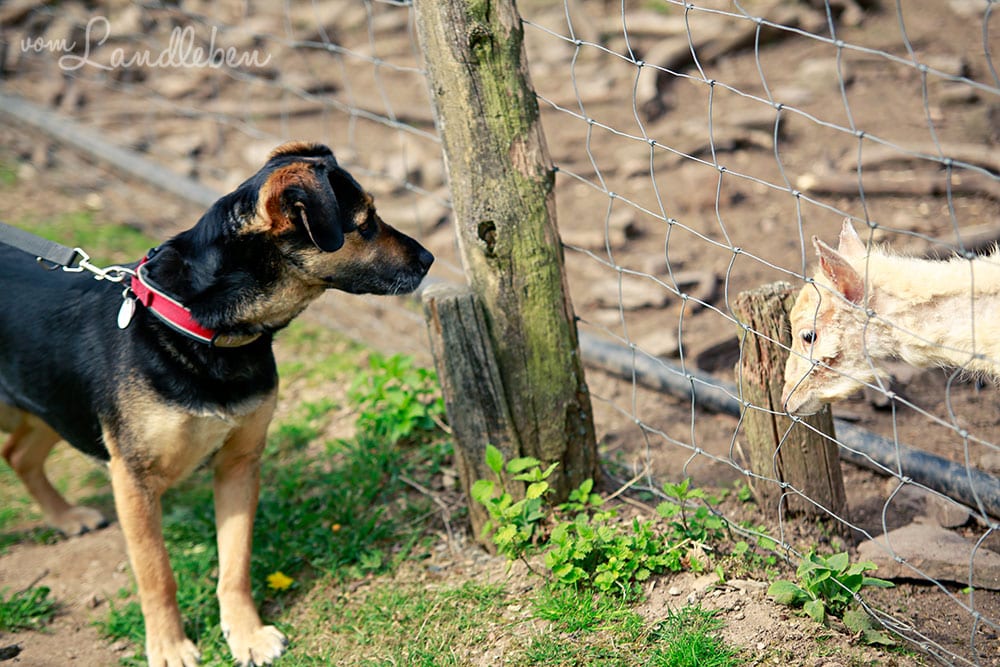 Nala im Wildfreigehege Wildenburg