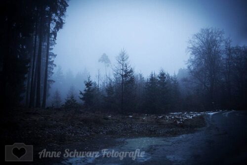 Nebel im Wald – Taunus