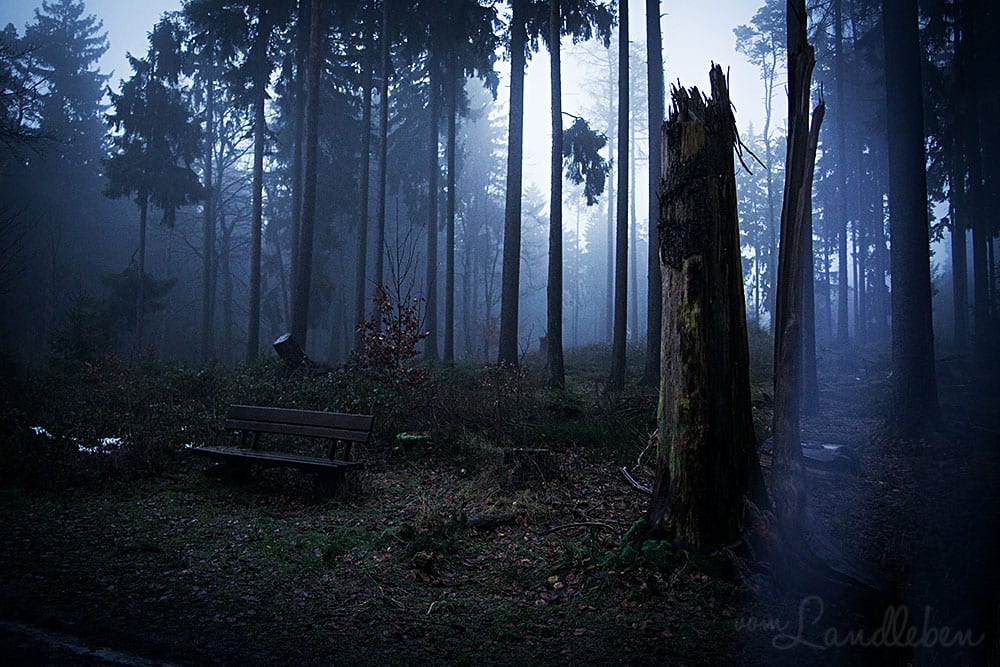 Nebel im Wald - Taunus