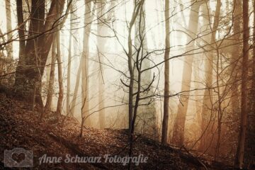 Nebelmorgen im Wald