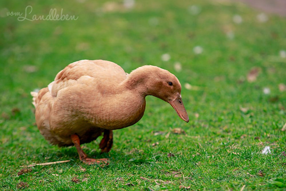 Orpingtonente im Wildfreigehege Wildenburg