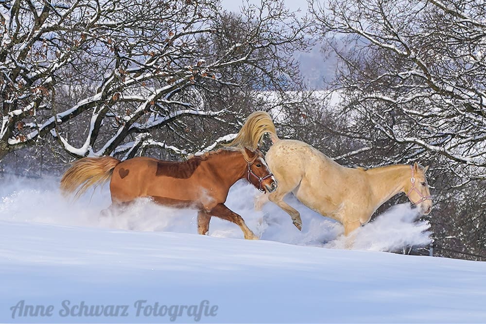 Pferde im Schnee