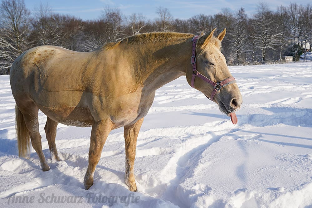 Pferde im Schnee