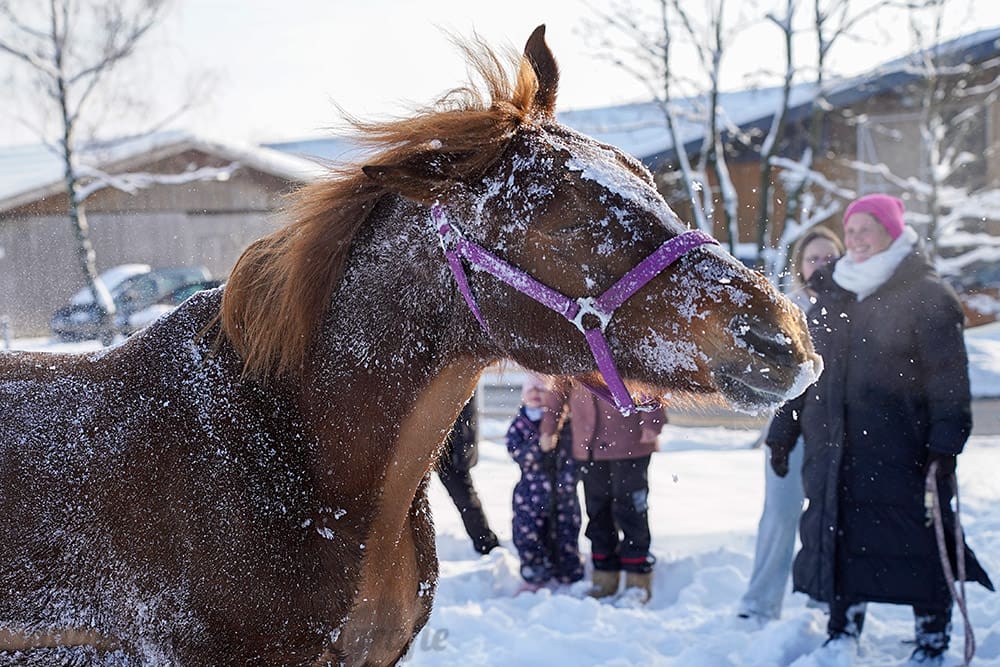 Pferde im Schnee