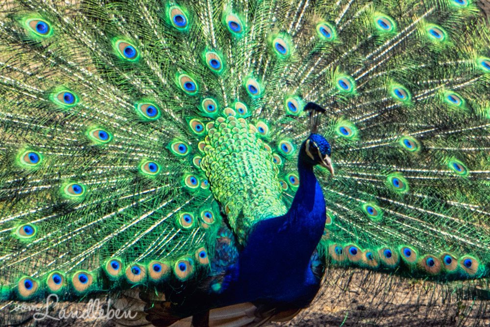 Pfau im Tierpark Tannenbusch in Dormagen