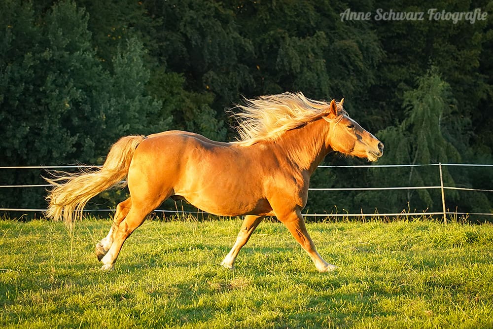 Pferdefotografie bei Abendlicht