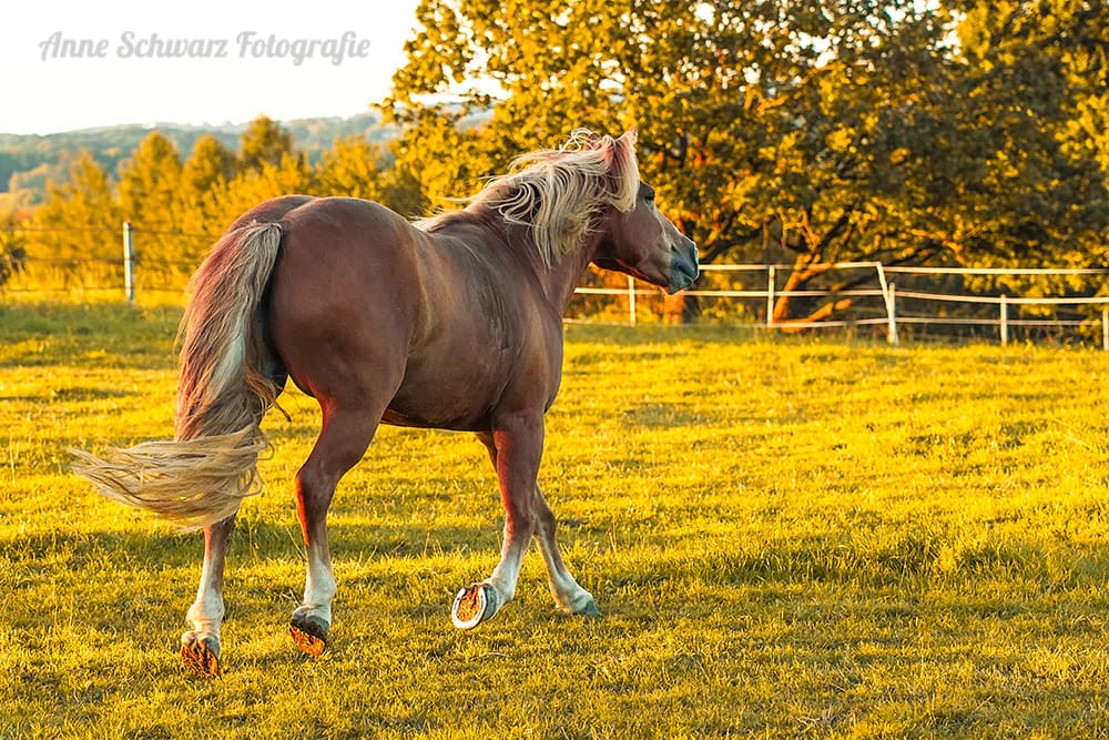 Haflingermix im Abendlicht