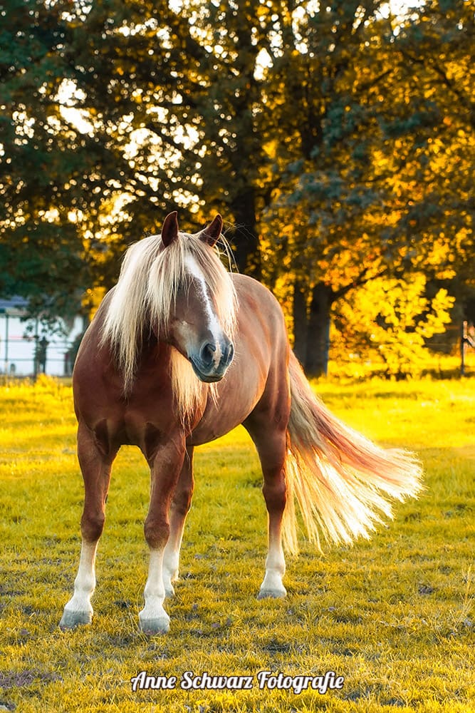 Haflingermix im Abendlicht