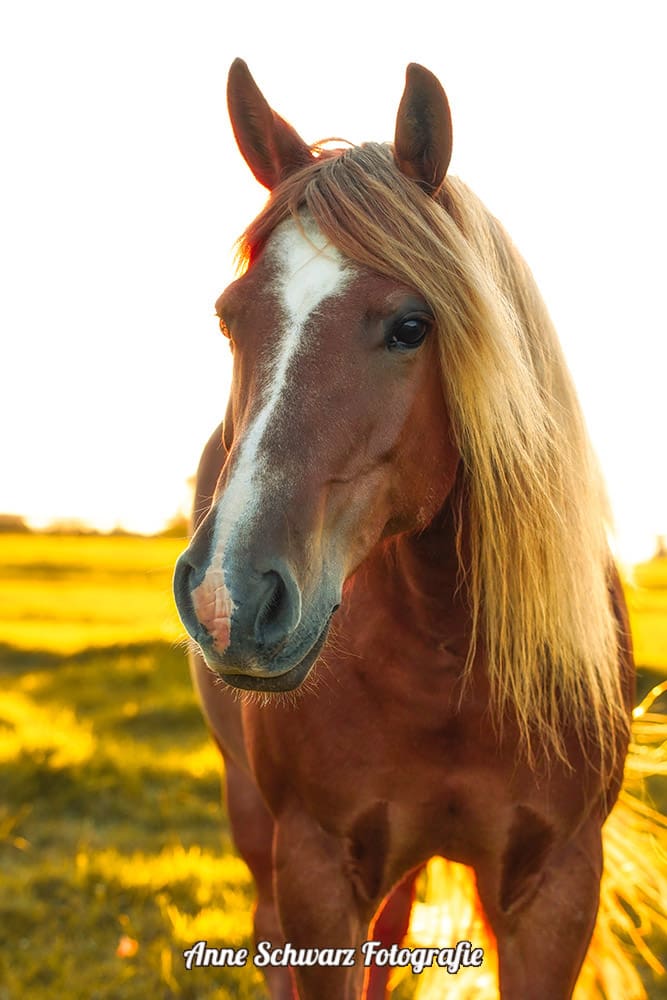 Haflingermix im Abendlicht