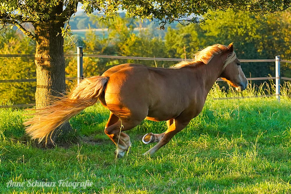 Galoppierendes Pferd