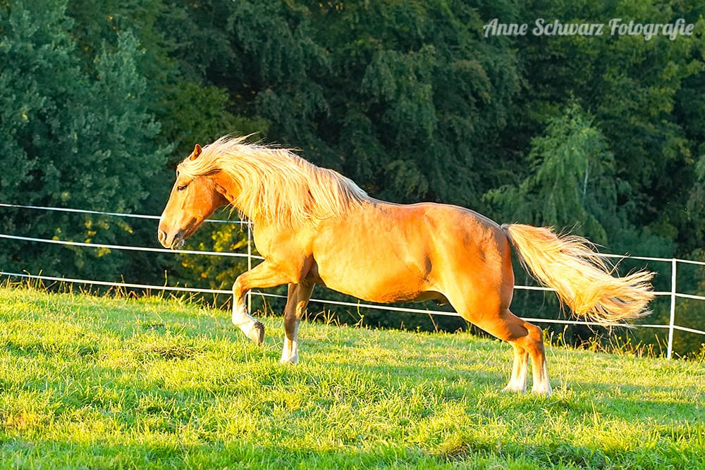 Galoppierender Haflingermix