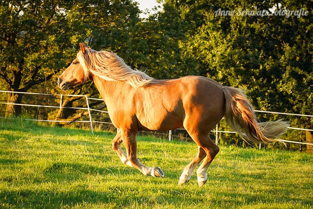 Galoppierender Haflingermix