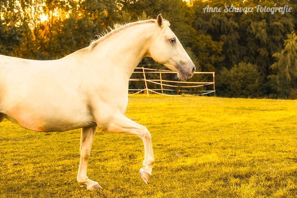 Pferd im Abendlicht