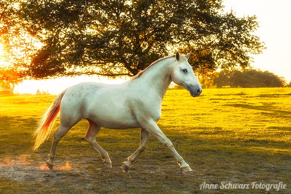 Pferd im Abendlicht