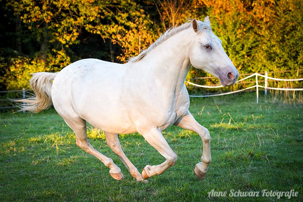 Galoppierendes Pferd