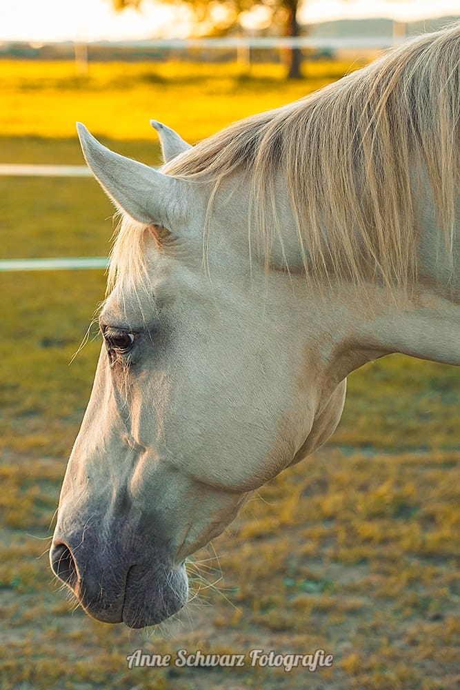 Pferdefotografie