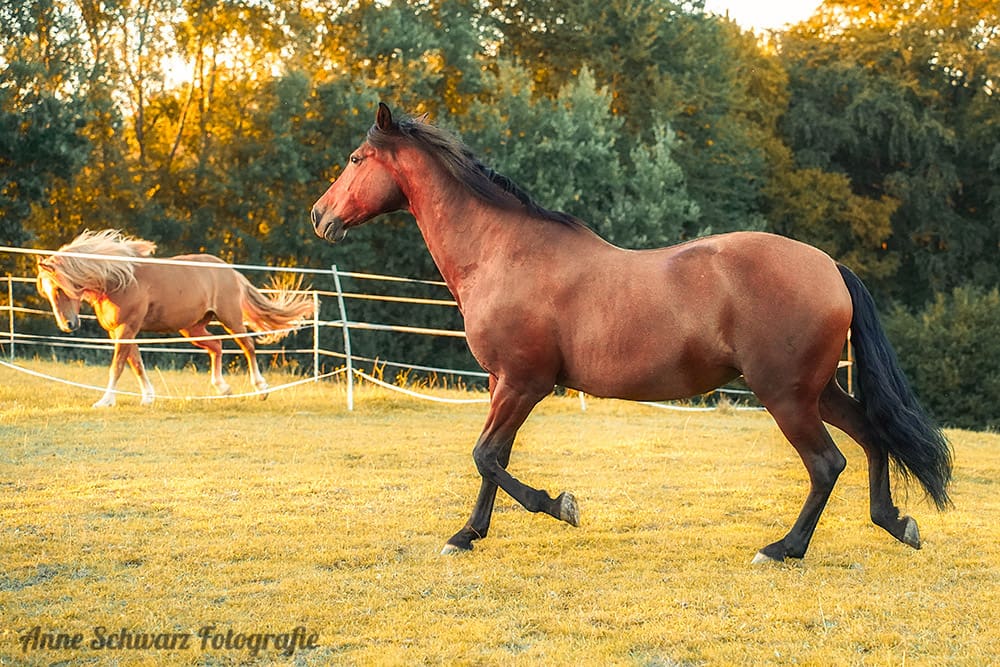 Meine Stute im Abendlicht
