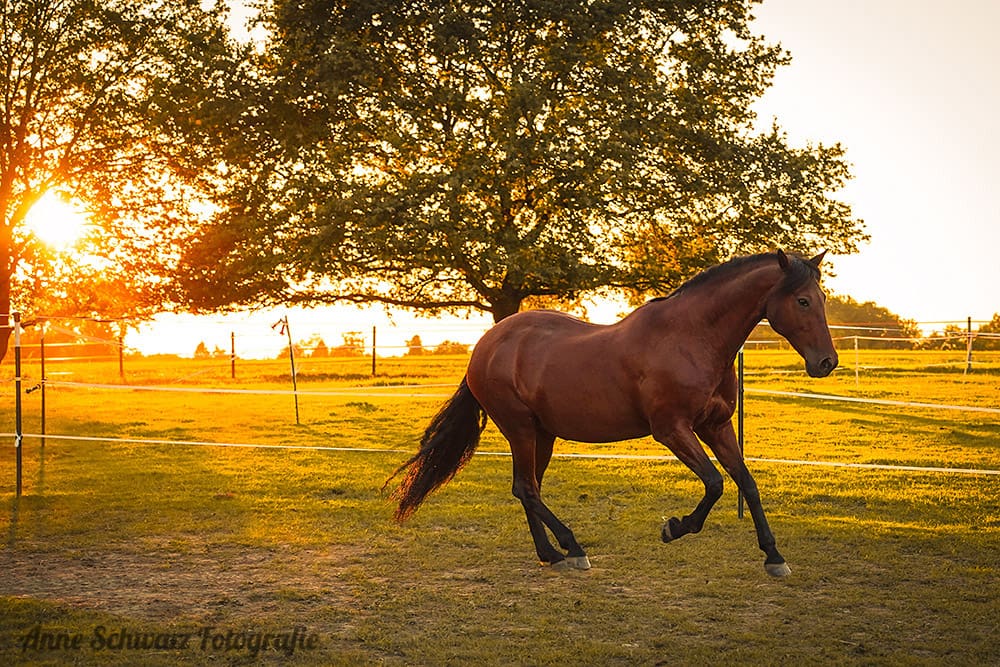 Meine Stute galoppiert im Abendlicht über die Wiese