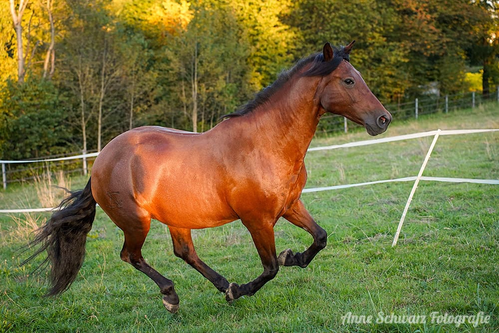 Meine Stute galoppiert über die Wiese
