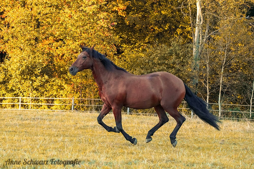 Meine Stute galoppiert über die Wiese