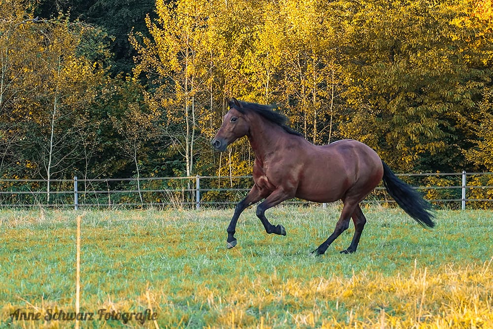 Meine Stute galoppiert über die Wiese