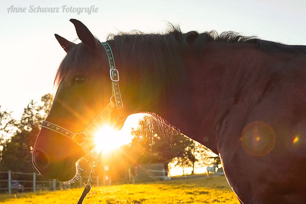 Meine Stute im Abendlicht