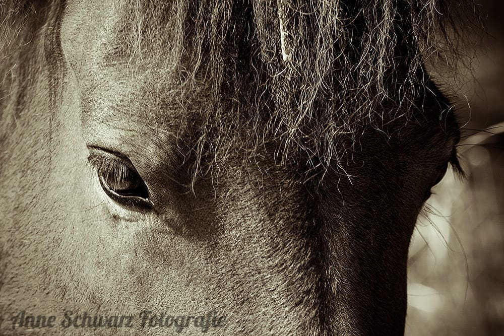 Pferdeportrait in Sepia