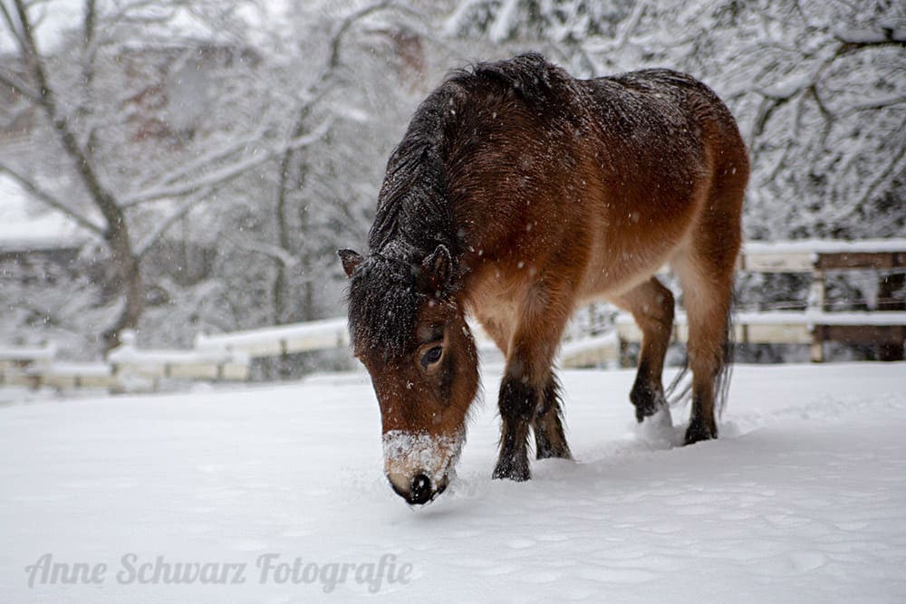 Pferd im Schnee