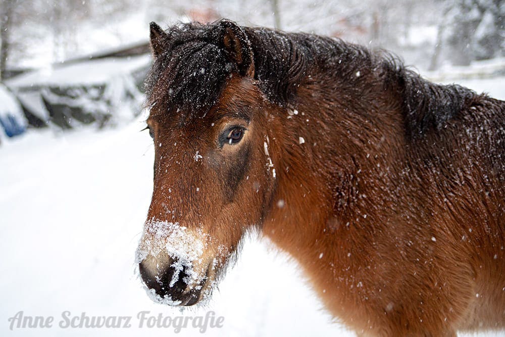 Pferd im Schnee