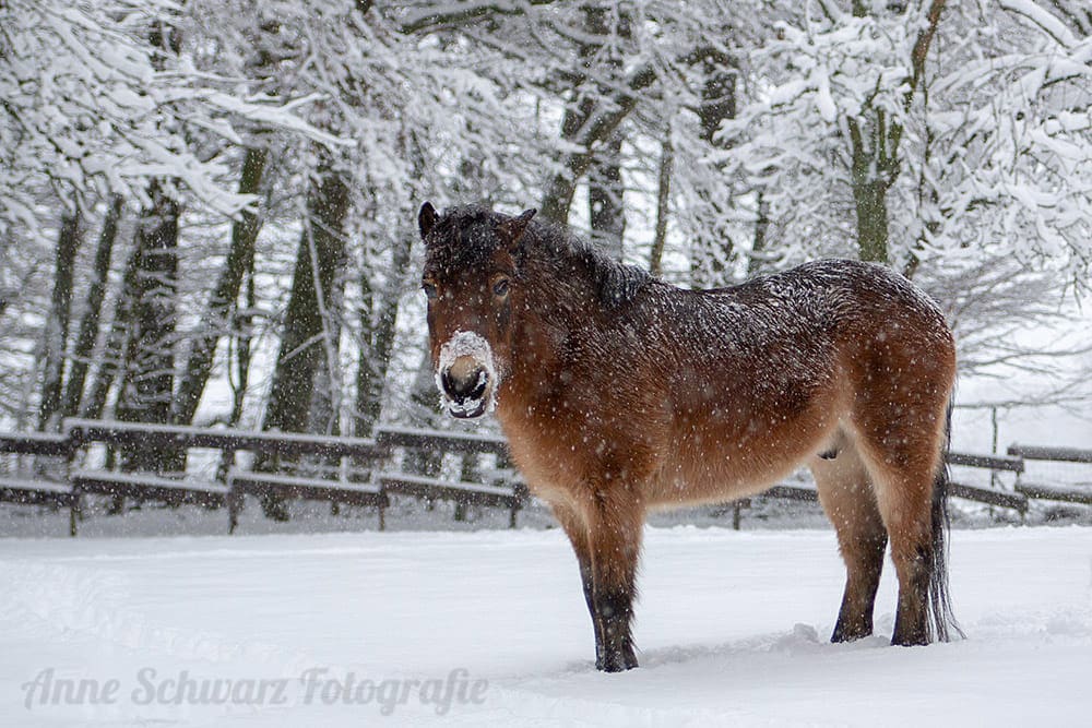 Pferd im Schnee