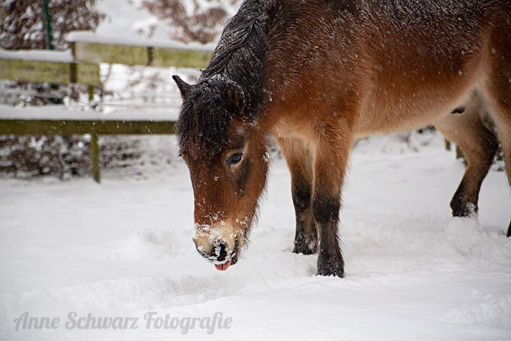 Pferd im Schnee