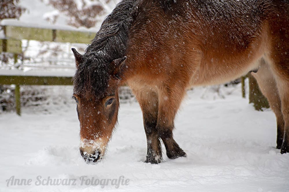 Pferd im Schnee