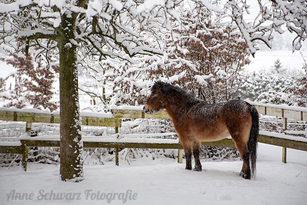 Pferd im Schnee