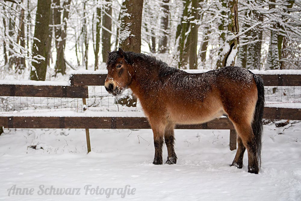 Pony im Schnee