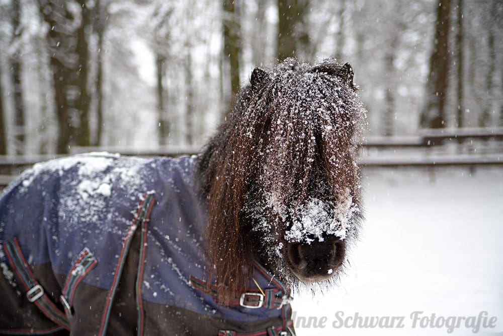 Shetty im Schnee